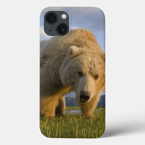USA Alaska Katmai National Park Brown Bear 3 iPhone 13 Case