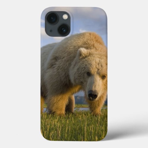 USA Alaska Katmai National Park Brown Bear 3 iPhone 13 Case
