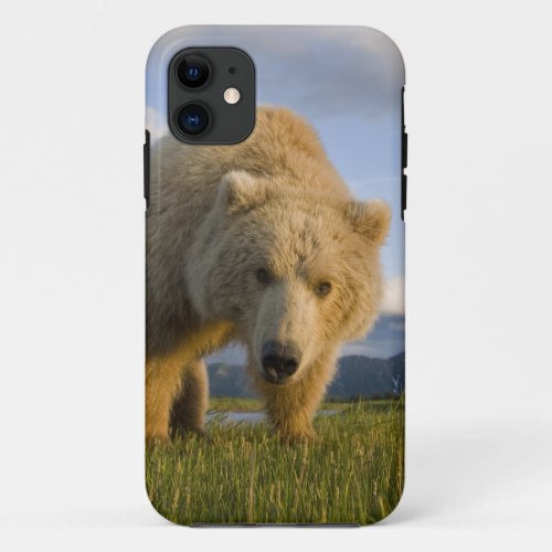 USA Alaska Katmai National Park Brown Bear 3 iPhone 11 Case