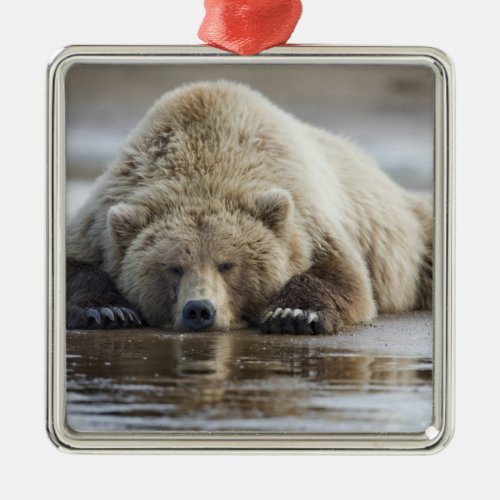 USA Alaska Katmai National Park Brown Bear 4 Metal Ornament