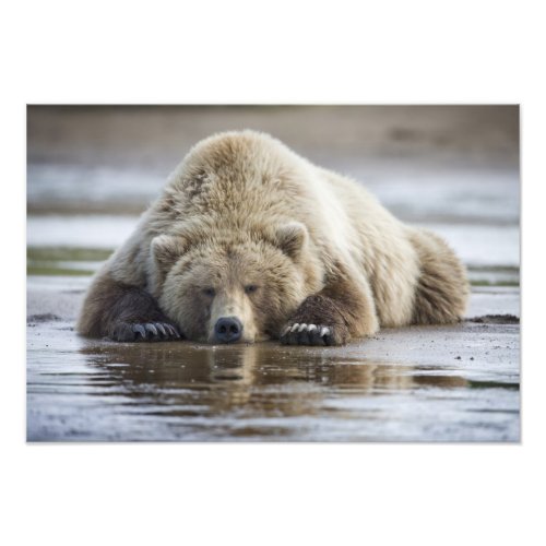 USA Alaska Katmai National Park Brown Bear 4 Photo Print