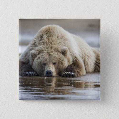 USA Alaska Katmai National Park Brown Bear 4 Pinback Button