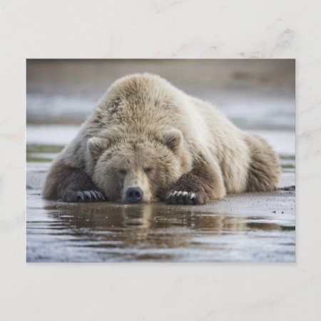 Usa, Alaska, Katmai National Park, Brown Bear 4 Postcard