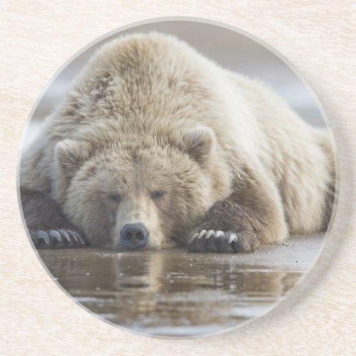 USA Alaska Katmai National Park Brown Bear 4 Sandstone Coaster