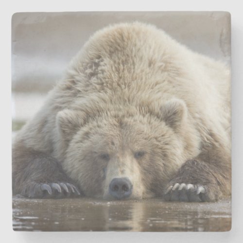 USA Alaska Katmai National Park Brown Bear 4 Stone Coaster