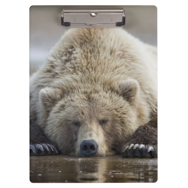 USA, Alaska, Katmai National Park, Brown Bear Clipboard (Front)
