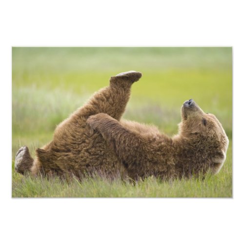 USA Alaska Katmai National Park Brown bear Photo Print