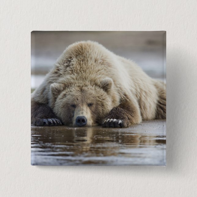 USA, Alaska, Katmai National Park, Brown Bear Pinback Button (Front)