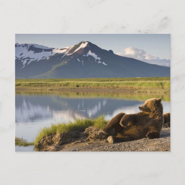 USA, Alaska, Katmai National Park, Brown Bears Postcard (Front)