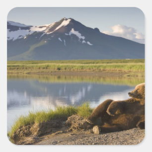 USA, Alaska, Katmai National Park, Brown Bears Square Sticker