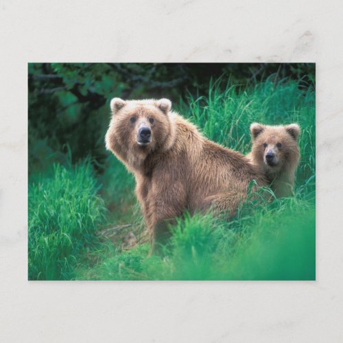 USA Alaska Katmai National Park Grizzly 5 Postcard