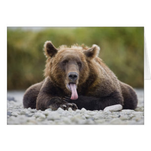 USA, Alaska, Katmai National Park, Kukak Bay, Cards