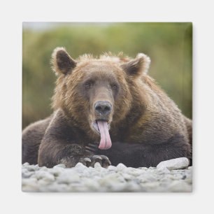 USA, Alaska, Katmai National Park, Kukak Bay, Magnet