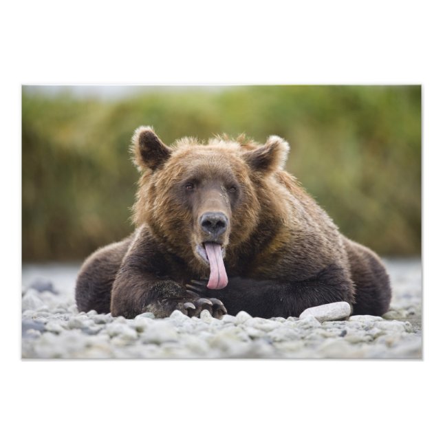 USA, Alaska, Katmai National Park, Kukak Bay, Photo Print (Front)
