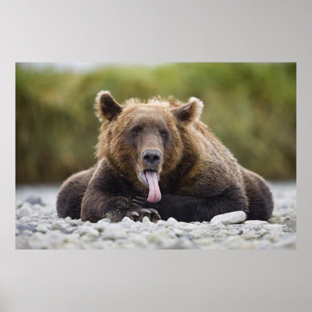 USA, Alaska, Katmai National Park, Kukak Bay, Poster (Front)