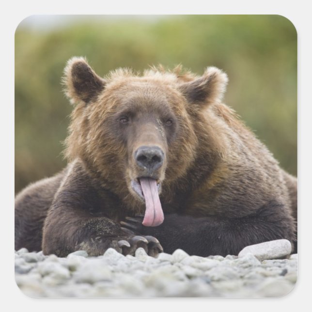 USA, Alaska, Katmai National Park, Kukak Bay, Square Sticker (Front)