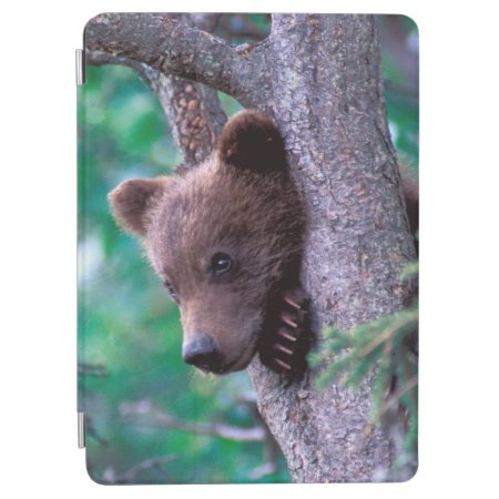 Usa, Alaska, Katmai Np, Grizzly Bear Cub Ipad Air Cover