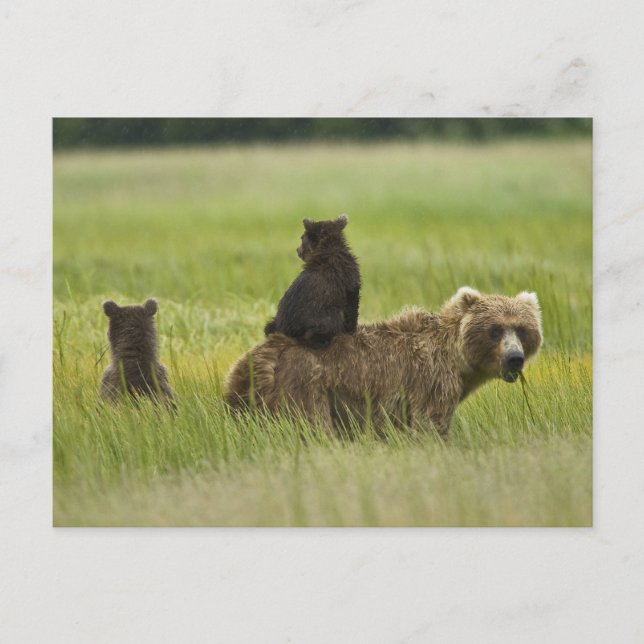 USA, Alaska, Lake Clark National Park Postcard (Front)