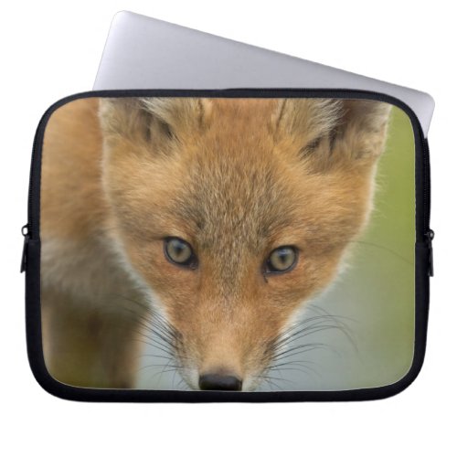 USA Alaska McNeil River Red Fox 4 Laptop Sleeve