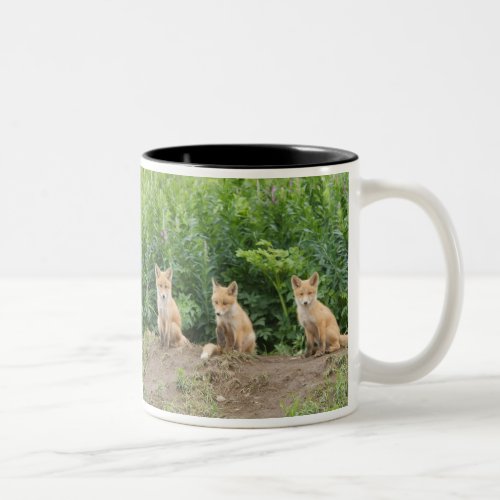 USA Alaska McNeil River Red Fox Two_Tone Coffee Mug