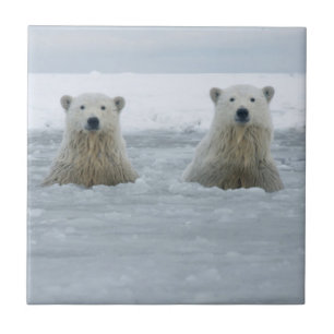 USA, Alaska, North Slope, Polar Bears Ceramic Tile