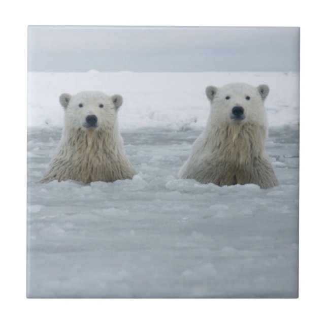 USA, Alaska, North Slope, Polar Bears Ceramic Tile (Front)