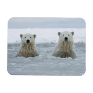 USA, Alaska, North Slope, Polar Bears Magnet