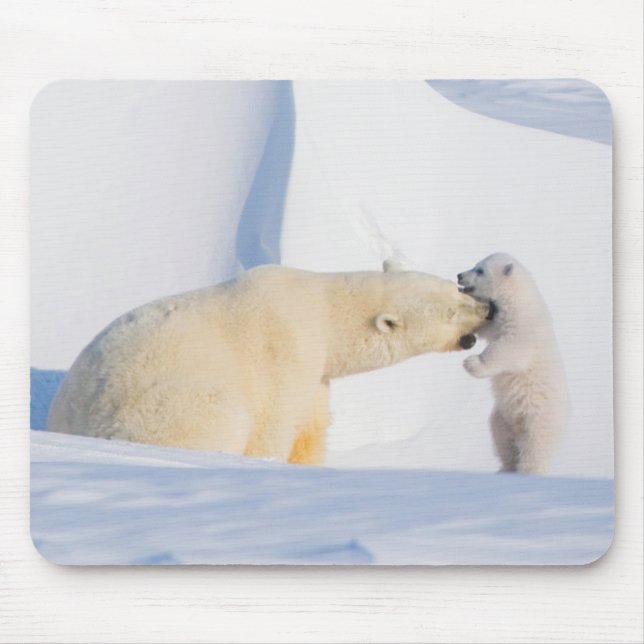 USA, Alaska, North Slope | Polar Bears Mouse Pad (Front)