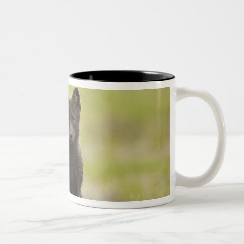 USA Alaska Pribilof Islands St Paul Blue 4 Two_Tone Coffee Mug