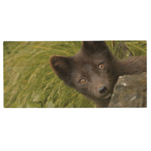 USA, Alaska, Pribilof Islands, St Paul. Blue Wood Flash Drive