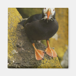 USA, Alaska, Pribilof Islands, St Paul. Tufted Magnet