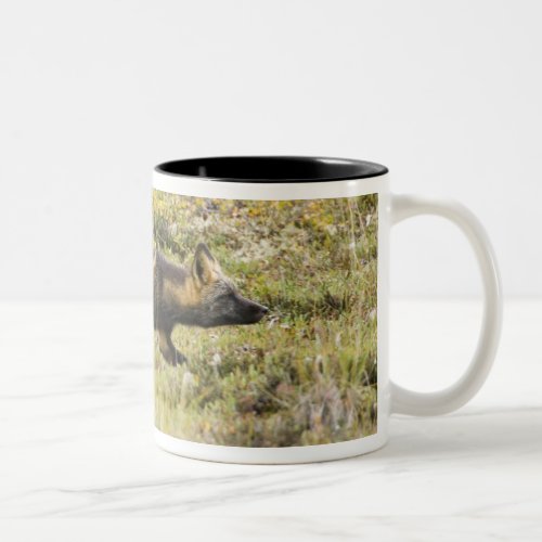 USA Alaska Red Fox stalks its prey at Denali Two_Tone Coffee Mug
