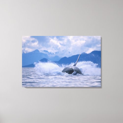 USA Alaska Tongass National Forest Humpback 4 Canvas Print