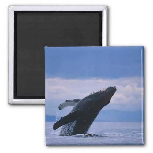 USA Alaska Tongass National Forest Humpback Magnet