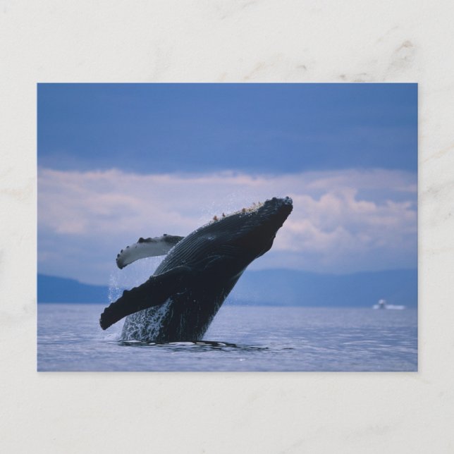 USA, Alaska, Tongass National Forest, Humpback Postcard (Front)