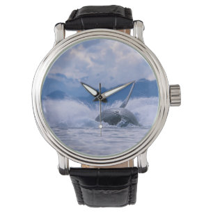 USA, Alaska, Tongass National Forest, Humpback Watch