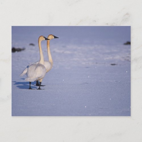USA Alaska whistling swan adults central Postcard