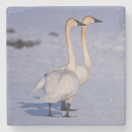 Usa, Alaska, Whistling Swan Adults, Central Stone Coaster