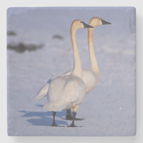 USA Alaska whistling swan adults central Stone Coaster