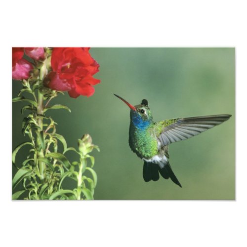 USA Arizona Broad_billed hummingbird male Photo Print