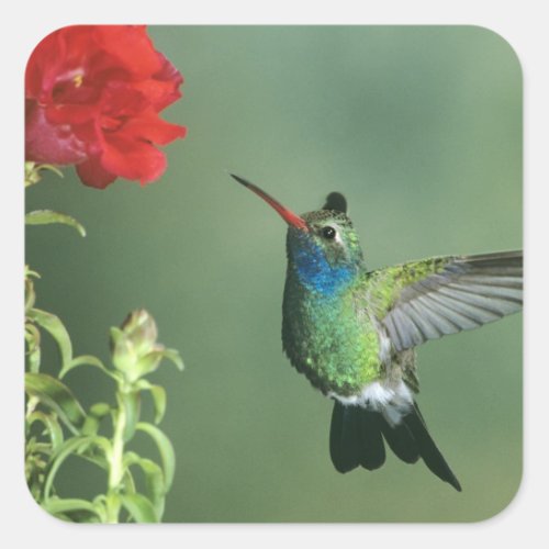 USA Arizona Broad_billed hummingbird male Square Sticker