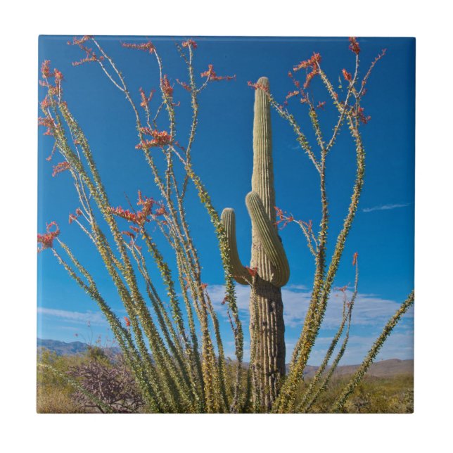 USA, Arizona. Cactus In Saguaro National Park Ceramic Tile (Front)