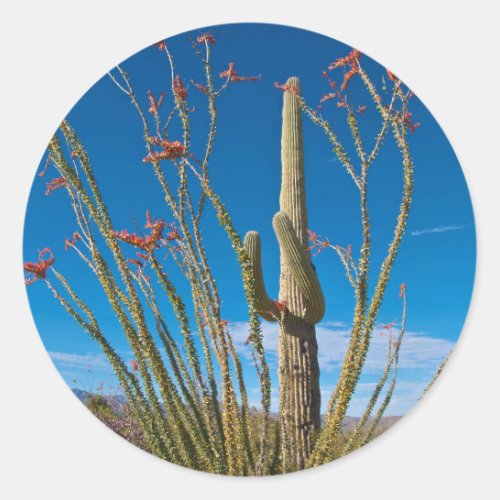 USA Arizona Cactus In Saguaro National Park Classic Round Sticker