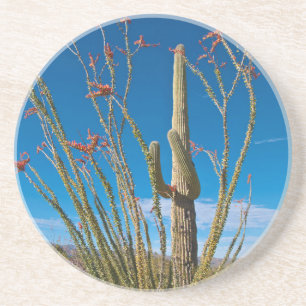 USA, Arizona. Cactus In Saguaro National Park Drink Coaster