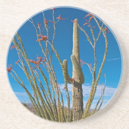 USA Arizona Cactus In Saguaro National Park Drink Coaster