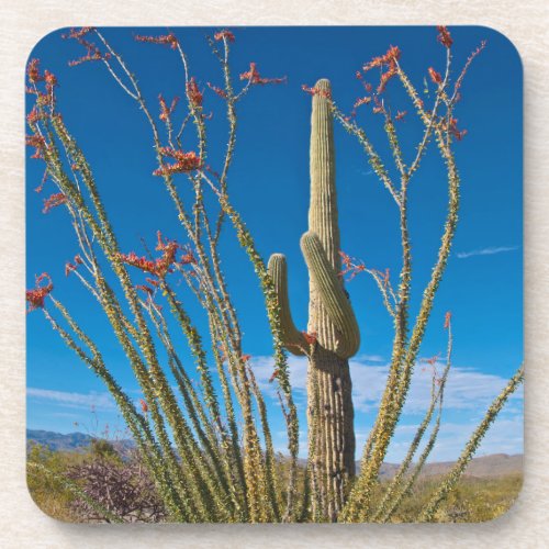 USA Arizona Cactus In Saguaro National Park Drink Coaster