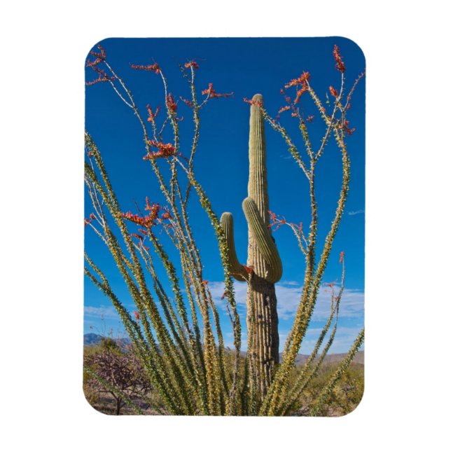 USA, Arizona. Cactus In Saguaro National Park Magnet (Vertical)