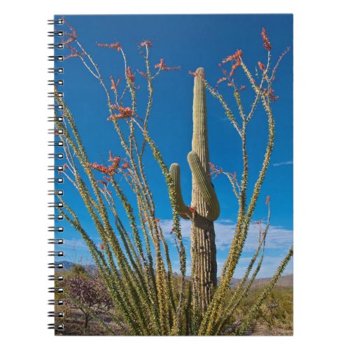 USA Arizona Cactus In Saguaro National Park Notebook
