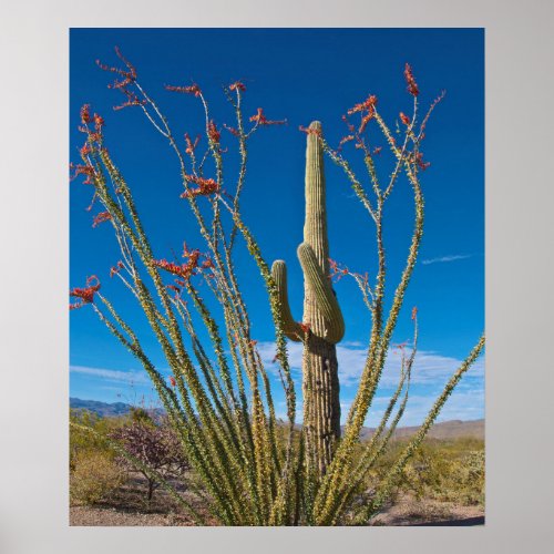 USA Arizona Cactus In Saguaro National Park Poster