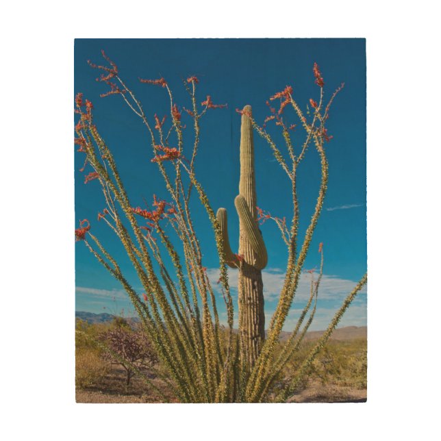 USA, Arizona. Cactus In Saguaro National Park Wood Wall Art (Front)